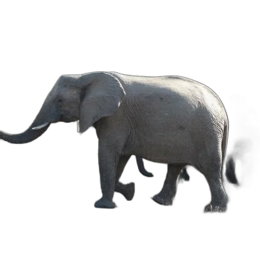 animal, creature, weapon, hat transparent PNG cut-out