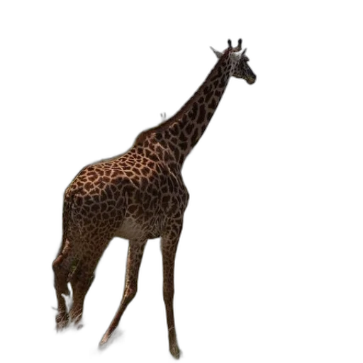 animal, creature, staff, crown transparent PNG cut-out