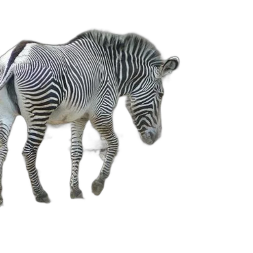 animal, creature, hat, weapon transparent PNG cut-out