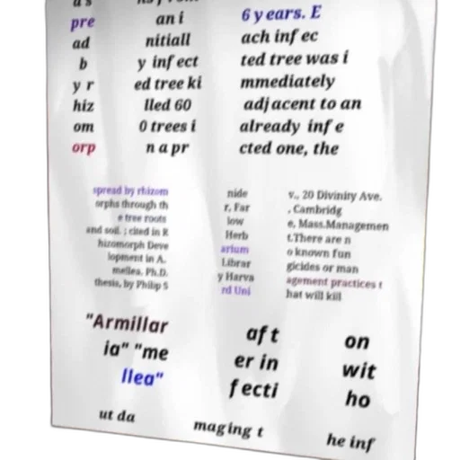 tree, text-heavy, image, white transparent PNG cut-out