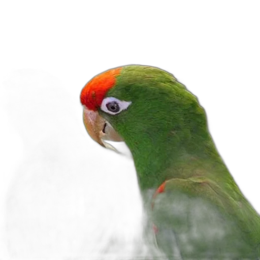animal, creature, face, hat transparent PNG cut-out