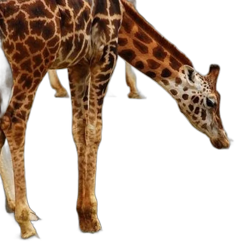 animal, creature, shoes, weapon transparent PNG cut-out