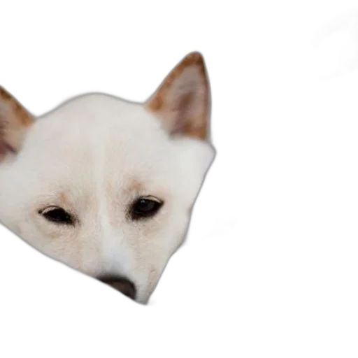 animal, mask, face, creature transparent PNG cut-out