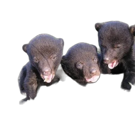 animal, staff, photorealistic, 3d render transparent PNG cut-out