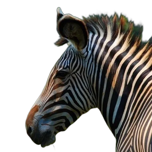 animal, creature, jewelry, hat transparent PNG cut-out