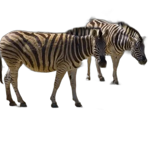 animal, creature, weapon, dragon transparent PNG cut-out