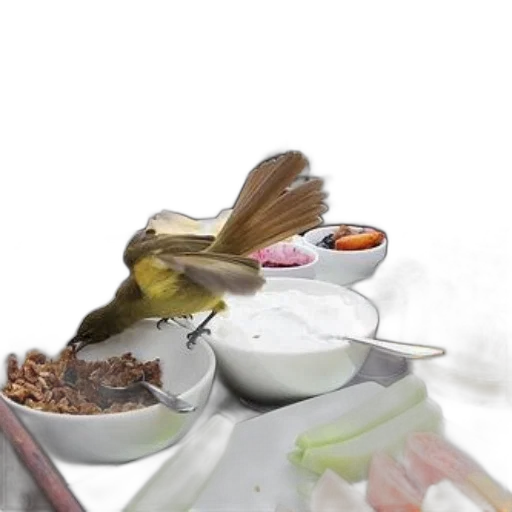 food, animal, staff, creature transparent PNG cut-out