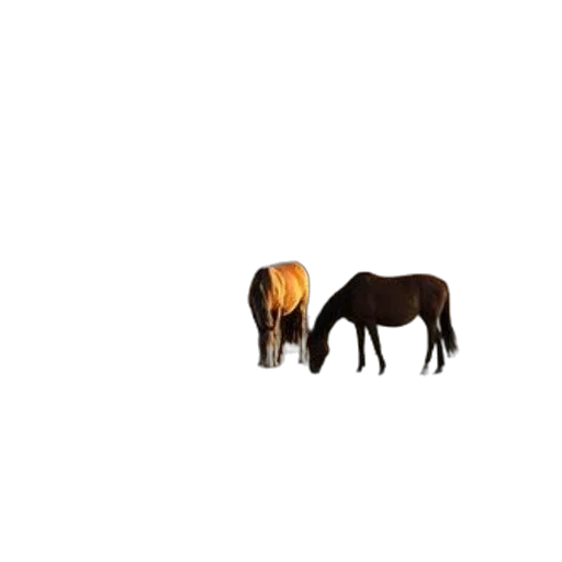 animal, hair, furniture, creature transparent PNG cut-out