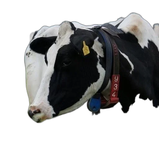 animal, food, hat, jewelry transparent PNG cut-out