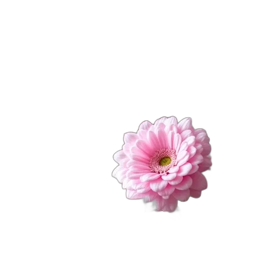 flower, crown, jewelry, weapon transparent PNG cut-out