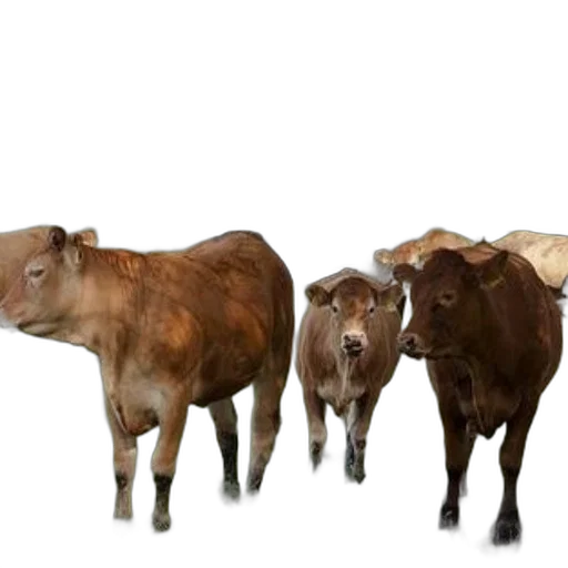 animal, photorealistic, concept art, 3d render transparent PNG cut-out