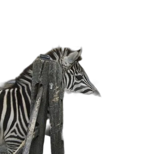 animal, creature, furniture, staff transparent PNG cut-out
