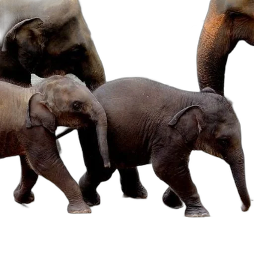 animal, 3d render, concept art, photorealistic transparent PNG cut-out