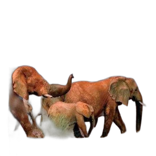 animal, creature, furniture, hair transparent PNG cut-out