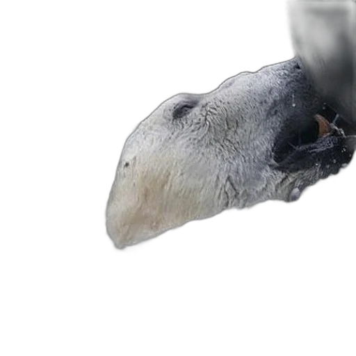 animal, creature, face, mask transparent PNG cut-out