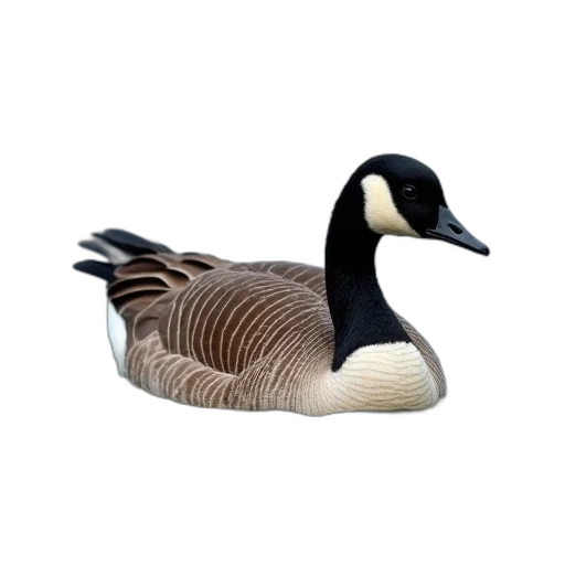 animal, creature, jacket, furniture transparent PNG cut-out