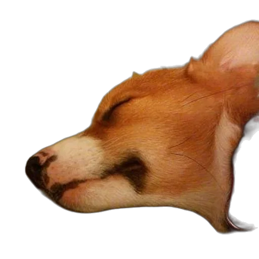 animal, staff, hat, creature transparent PNG cut-out