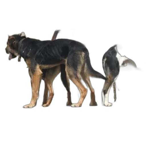 animal, creature, staff, 3d render transparent PNG cut-out