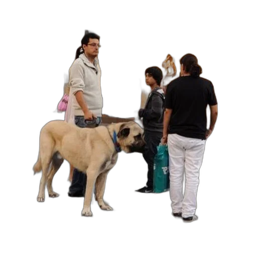 animal, staff, creature, 3d render transparent PNG cut-out