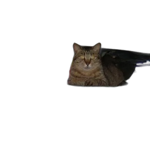 staff, weapon, sword, animal transparent PNG cut-out