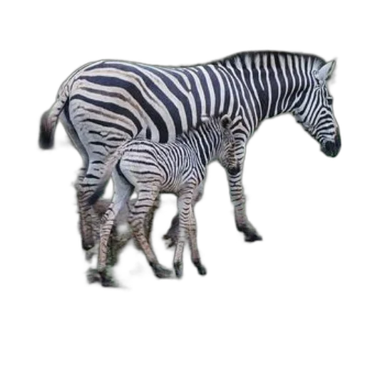 animal, creature, furniture, jewelry transparent PNG cut-out