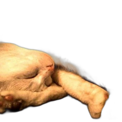 animal, creature, hair, food transparent PNG cut-out