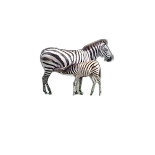 animal, creature, robot, furniture transparent PNG cut-out