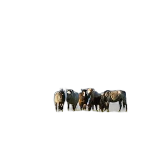 animal, furniture, staff, jewelry transparent PNG cut-out