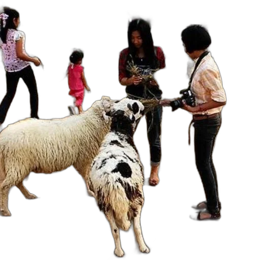 animal, hair, group, people transparent PNG cut-out