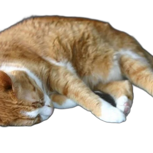 animal, staff, creature, hat transparent PNG cut-out