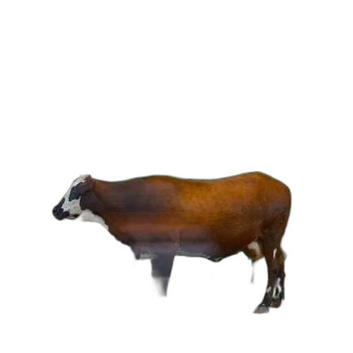 animal, furniture, creature, hat transparent PNG cut-out