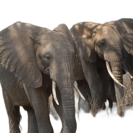 animal, photorealistic, concept art, 3d render transparent PNG cut-out