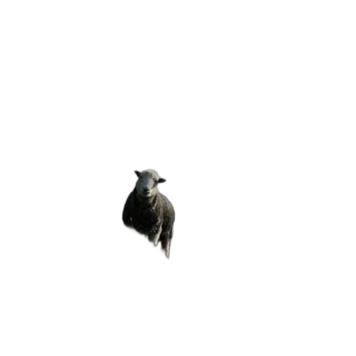 animal, creature, hat, robot transparent PNG cut-out