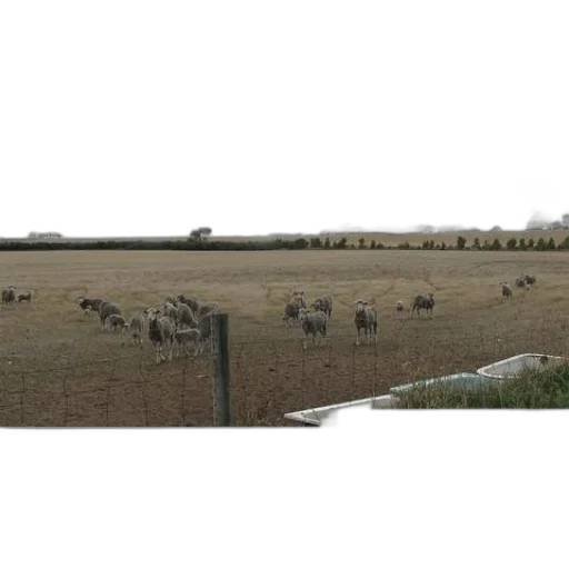animal, snow, rain, fog transparent PNG cut-out