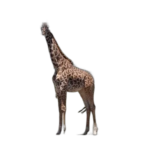 animal, creature, staff, weapon transparent PNG cut-out