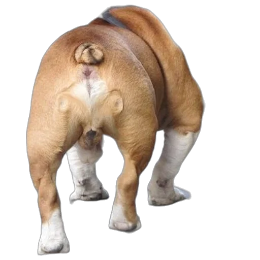 animal, creature, food, jacket transparent PNG cut-out