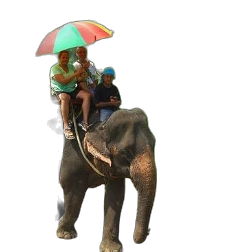 umbrella, animal, staff, hat transparent PNG cut-out