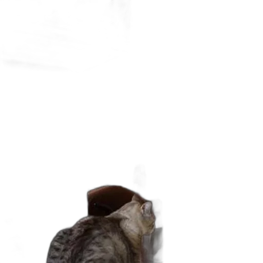 hat, shoes, animal, staff transparent PNG cut-out