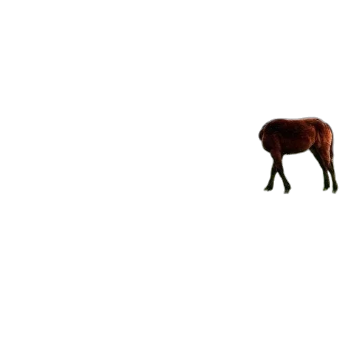animal, creature, furniture, hair transparent PNG cut-out