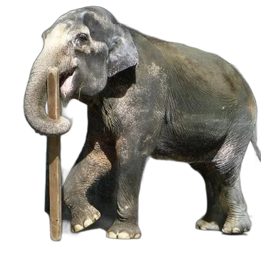animal, staff, weapon, creature transparent PNG cut-out