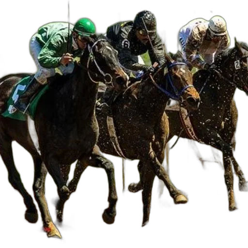 animal, three, jockeys, horses transparent PNG cut-out