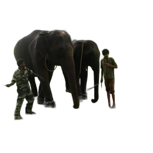 animal, creature, staff, weapon transparent PNG cut-out