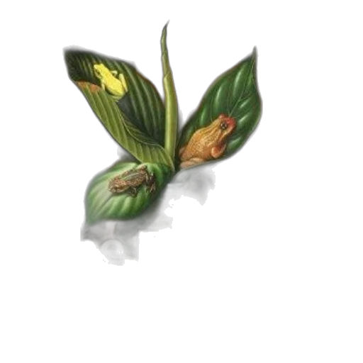 flower, crown, dragon, food transparent PNG cut-out