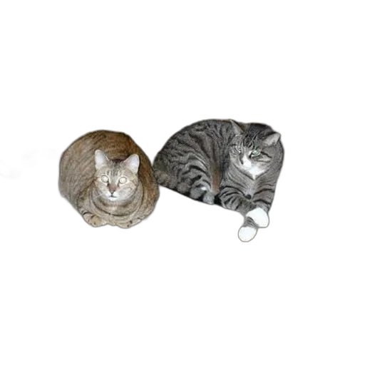 jewelry, staff, furniture, animal transparent PNG cut-out