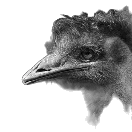 animal, creature, face, mask transparent PNG cut-out