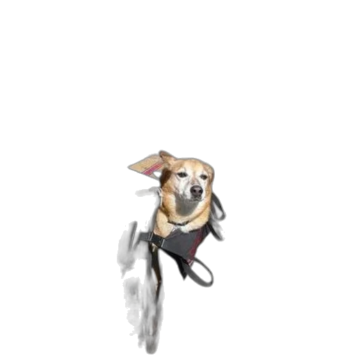 animal, creature, staff, umbrella transparent PNG cut-out