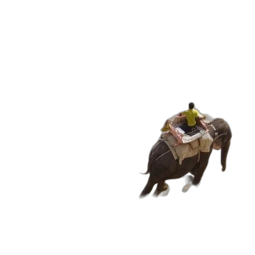 animal, creature, hat, dragon transparent PNG cut-out
