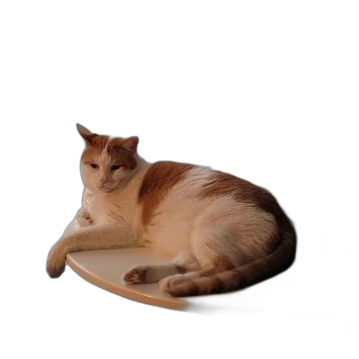 shoes, animal, hat, furniture transparent PNG cut-out