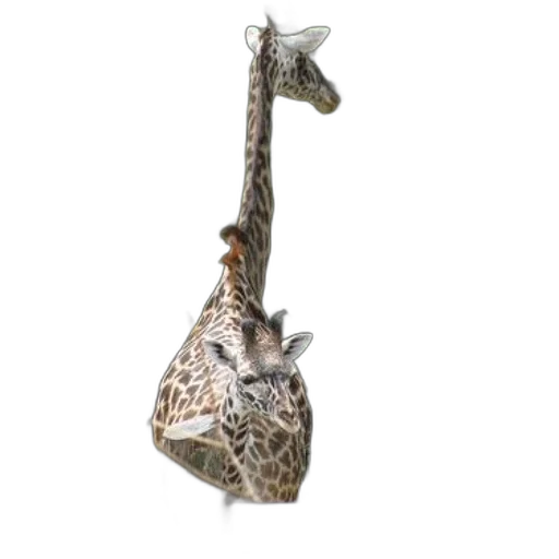 animal, jewelry, staff, weapon transparent PNG cut-out