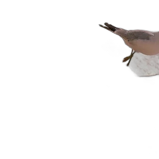 animal, shoes, hat, creature transparent PNG cut-out